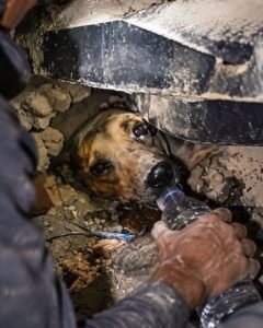 Un rayo de esperanza entre los escombros: rescatan con vida a un perrito tras terremoto en Venezuela